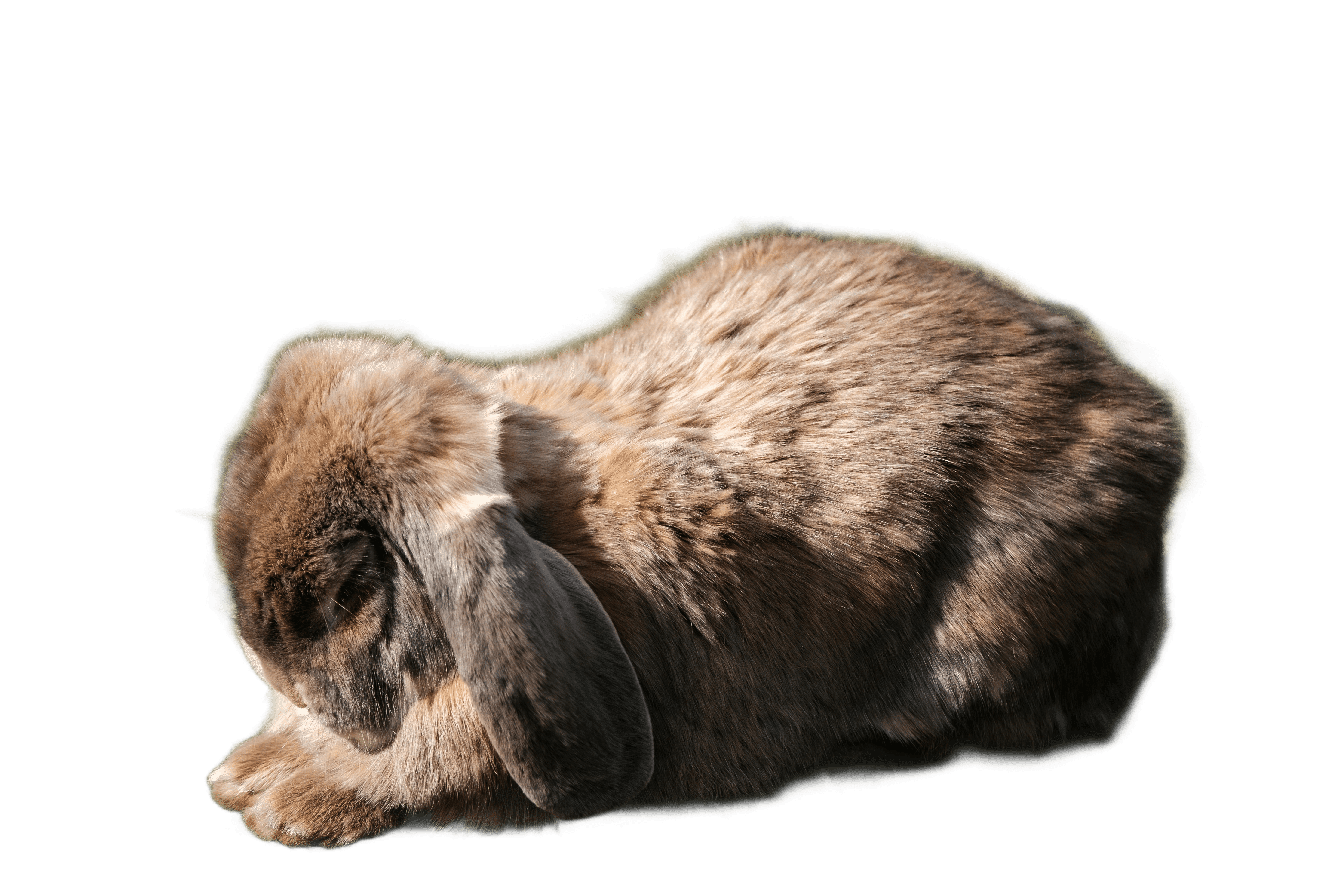a small rabbit is sitting in the grass