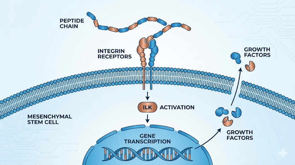 stem cell peptides cell