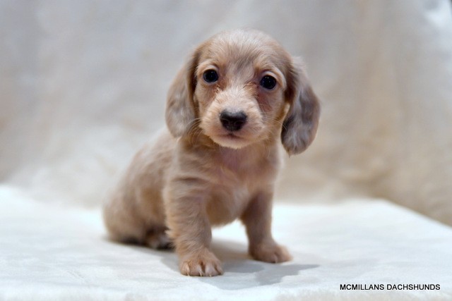 smooth blue and tan dapple dachshund puppy female