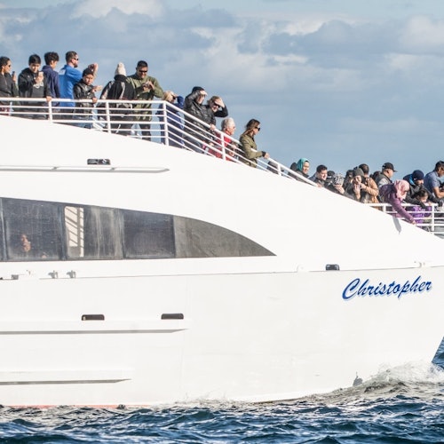 Long Beach Whale Watching & Dolphin