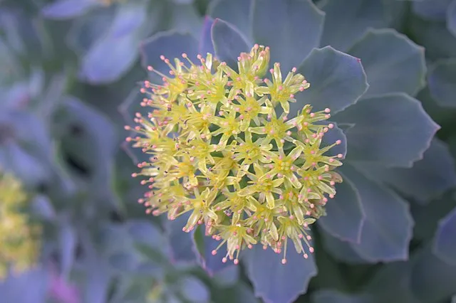 Rhodiola Rosea plant