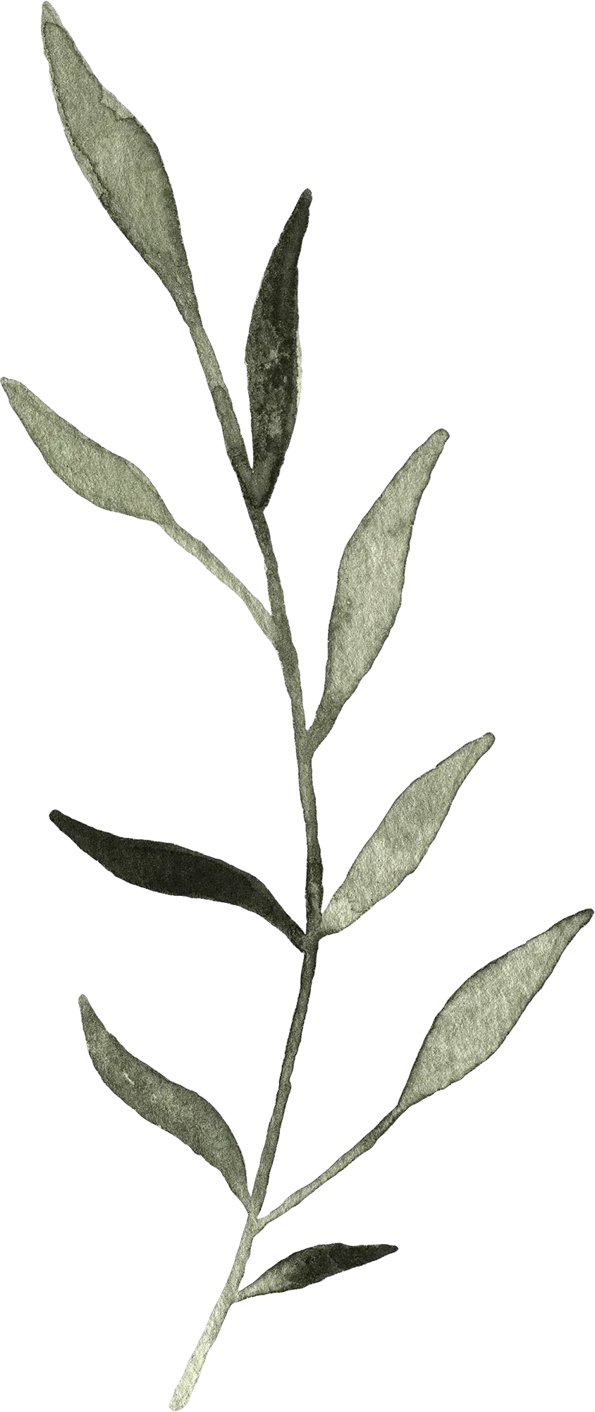 Watercolor twig_08