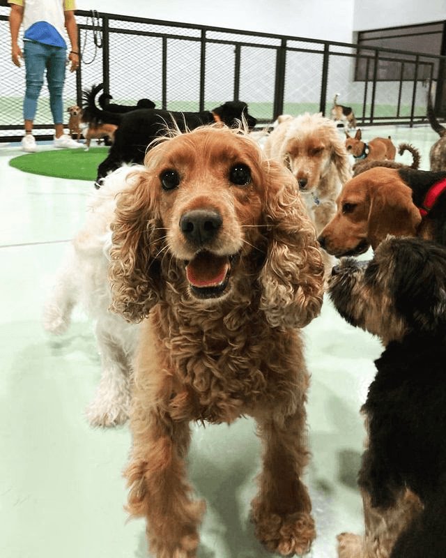 Like cats, dogs use body language and facial expressions to communicate