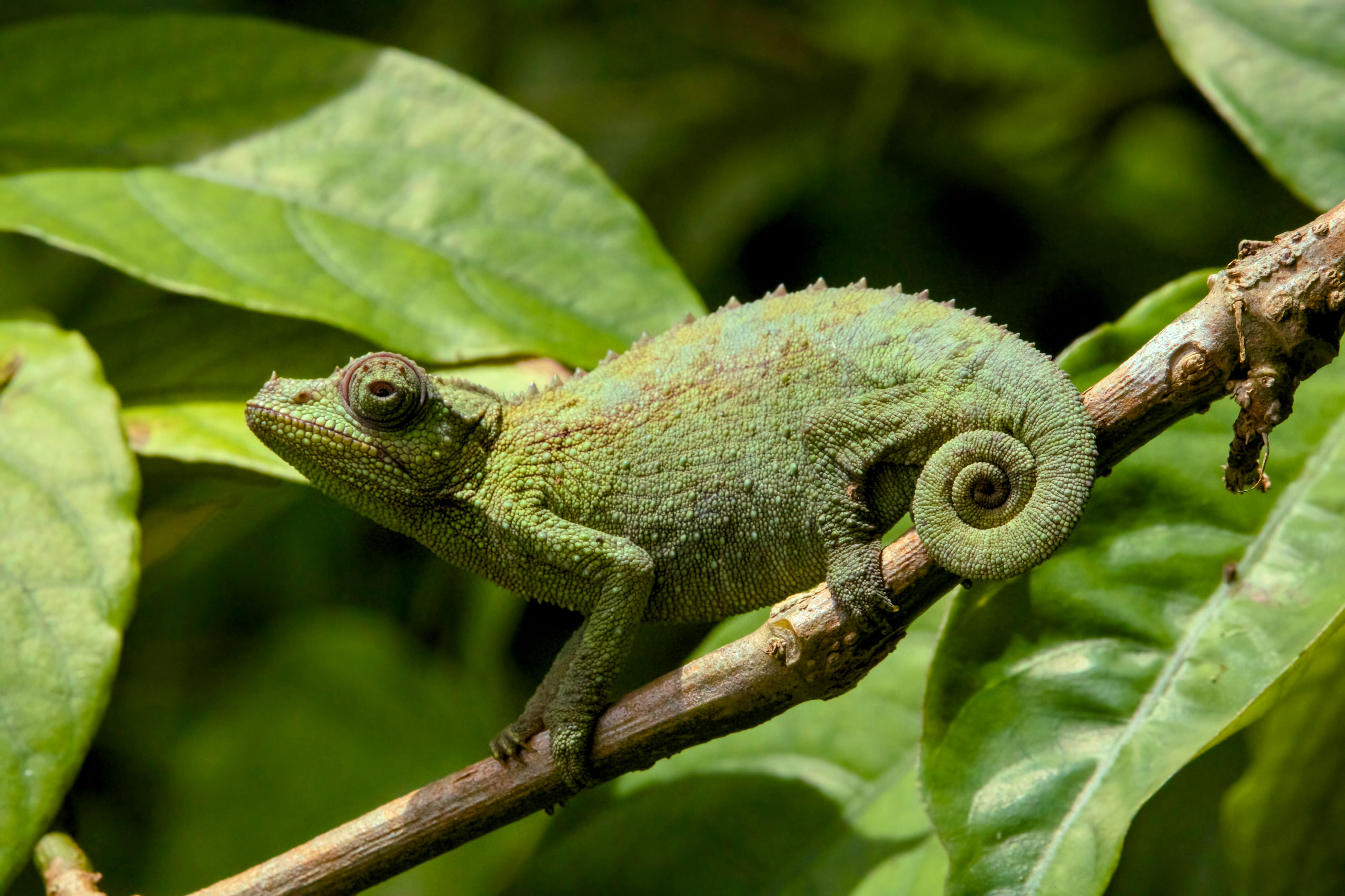 Wildlife You Might See on Oahu’s North Shore This Summer