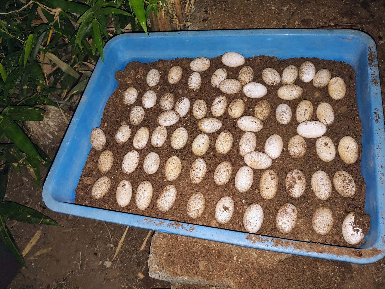 a close up of a ball on the ground