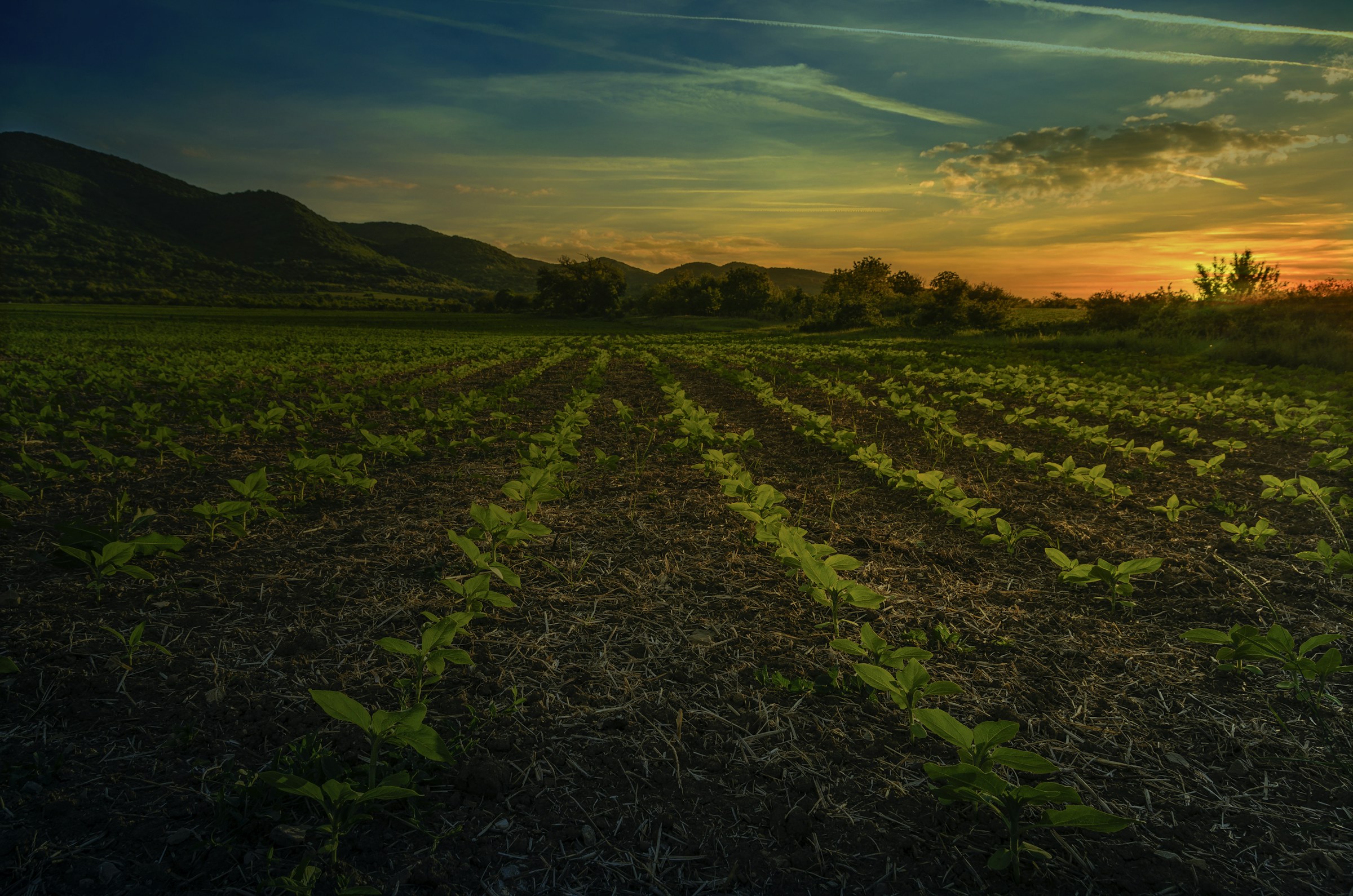 Crop rows in a field at sunset