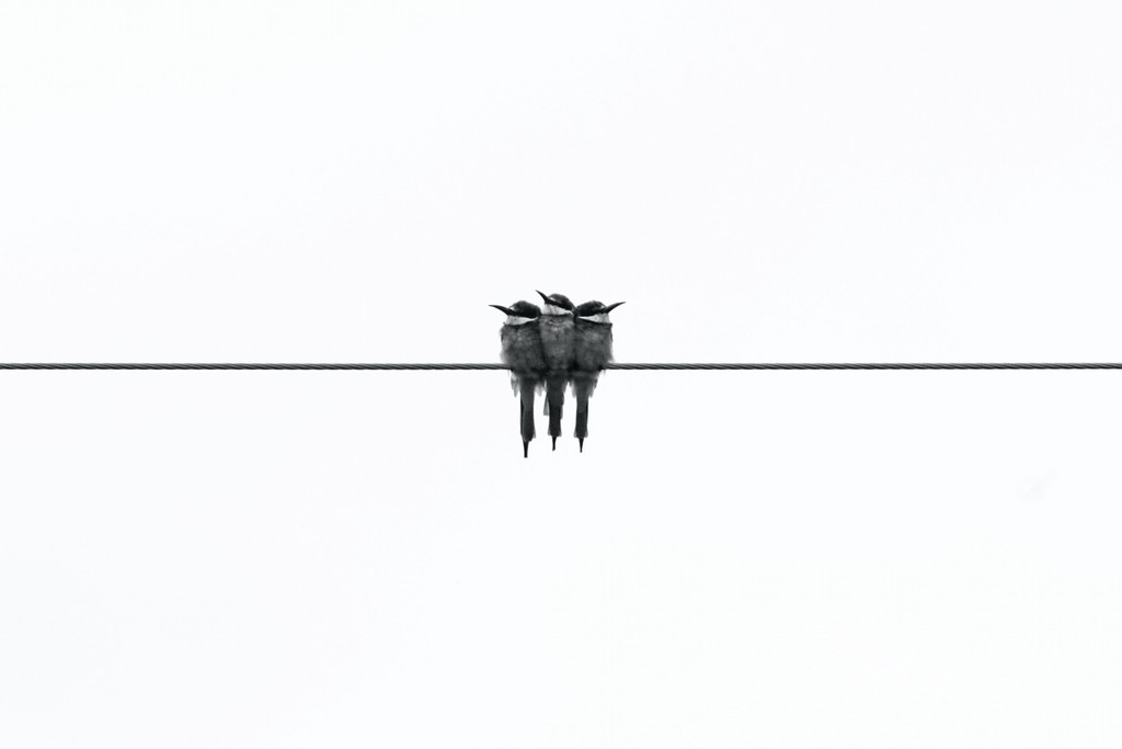 black white image shot from a far showing a group of birds sitting close together on a wire.