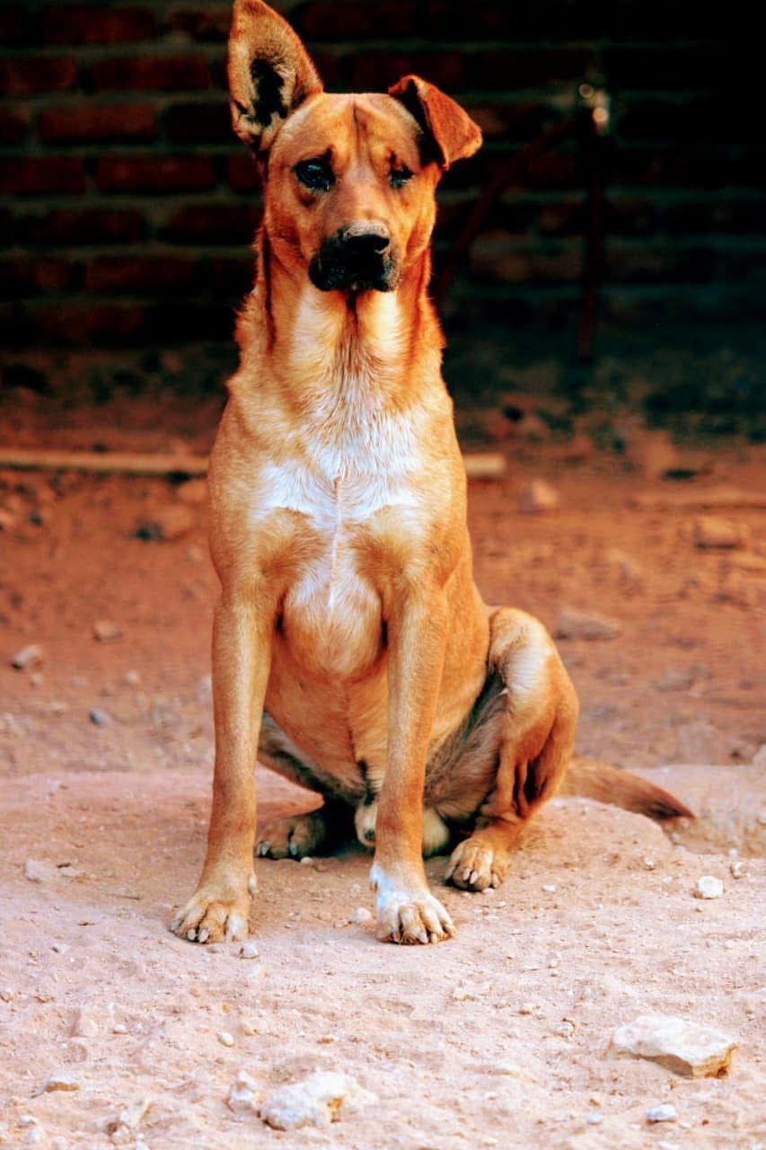Dog photo
