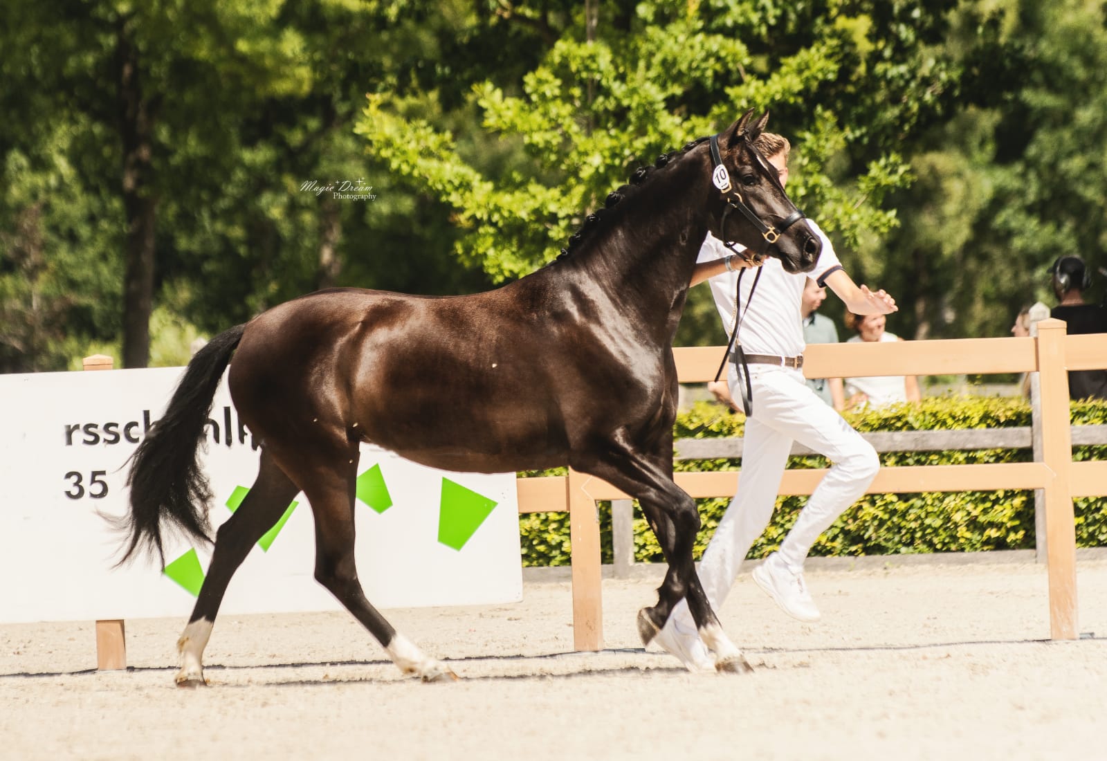 Crossbred mare by Detorri