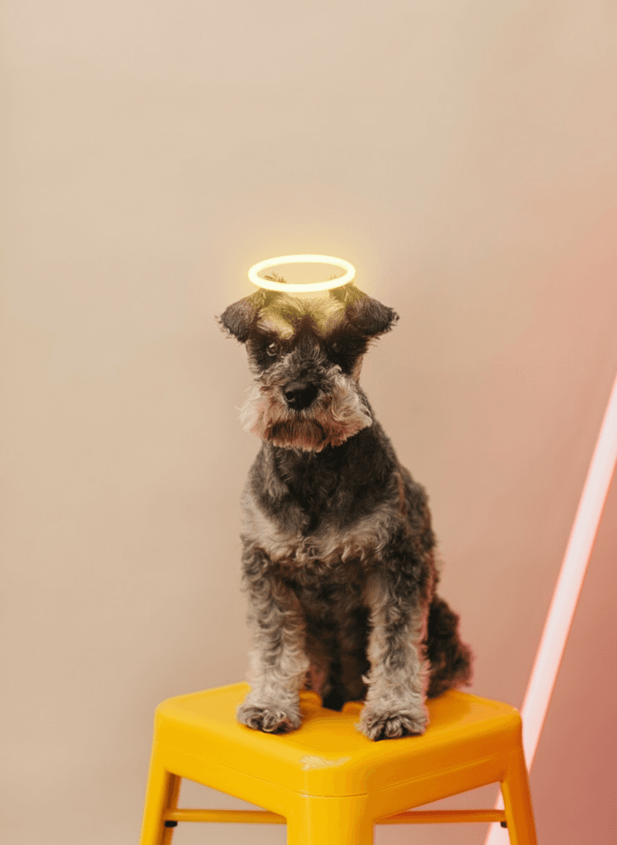 Photo of a dog sitting in a yellow chair