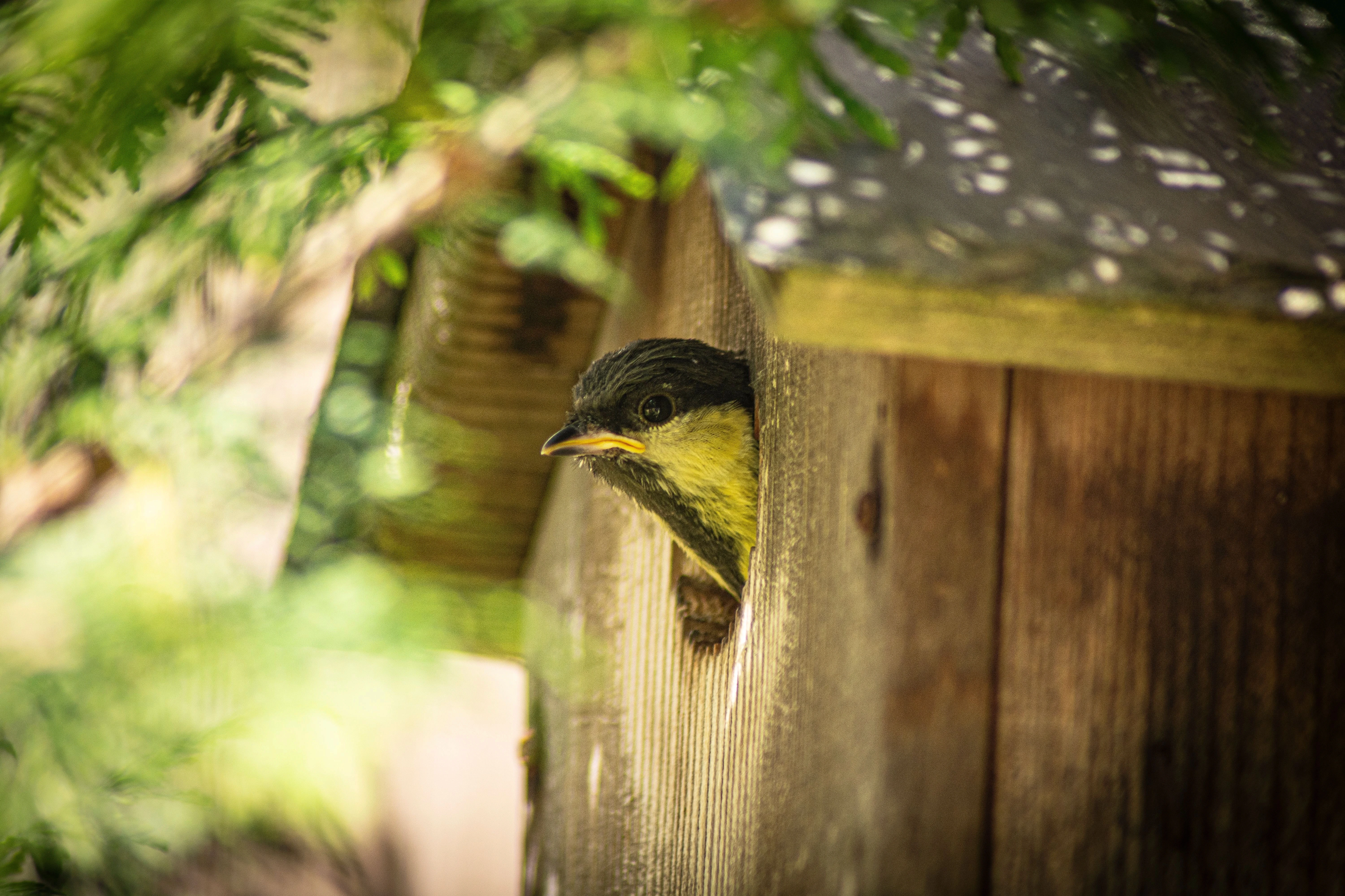 a bird peeking from a bird house