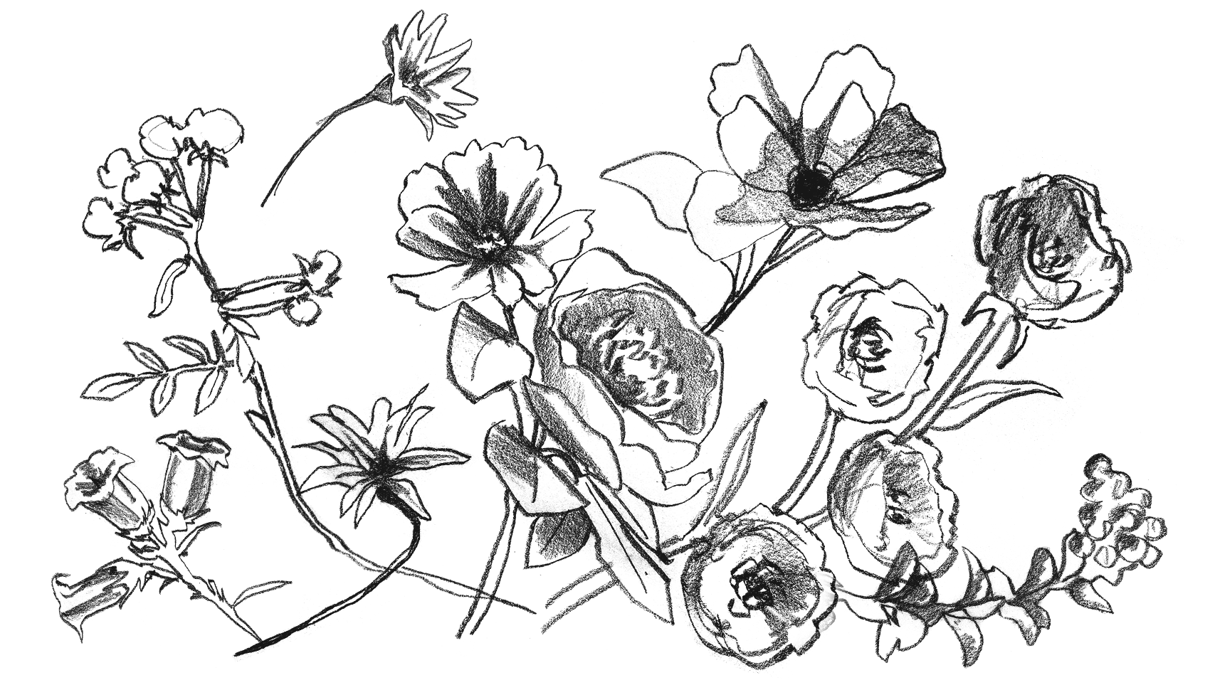 assortment of sketches showcasing different flowers