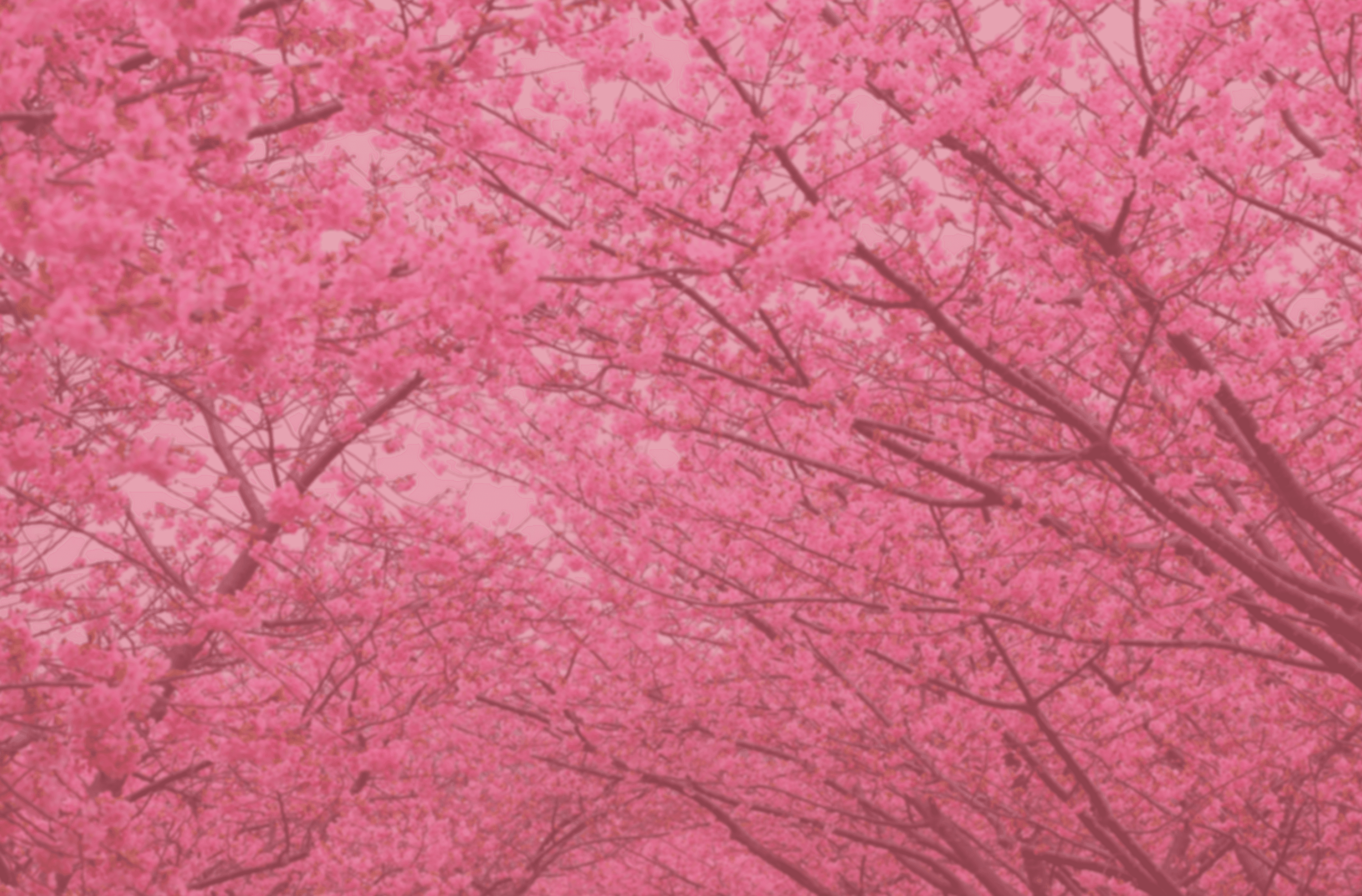 pathway between cherry blossom trees