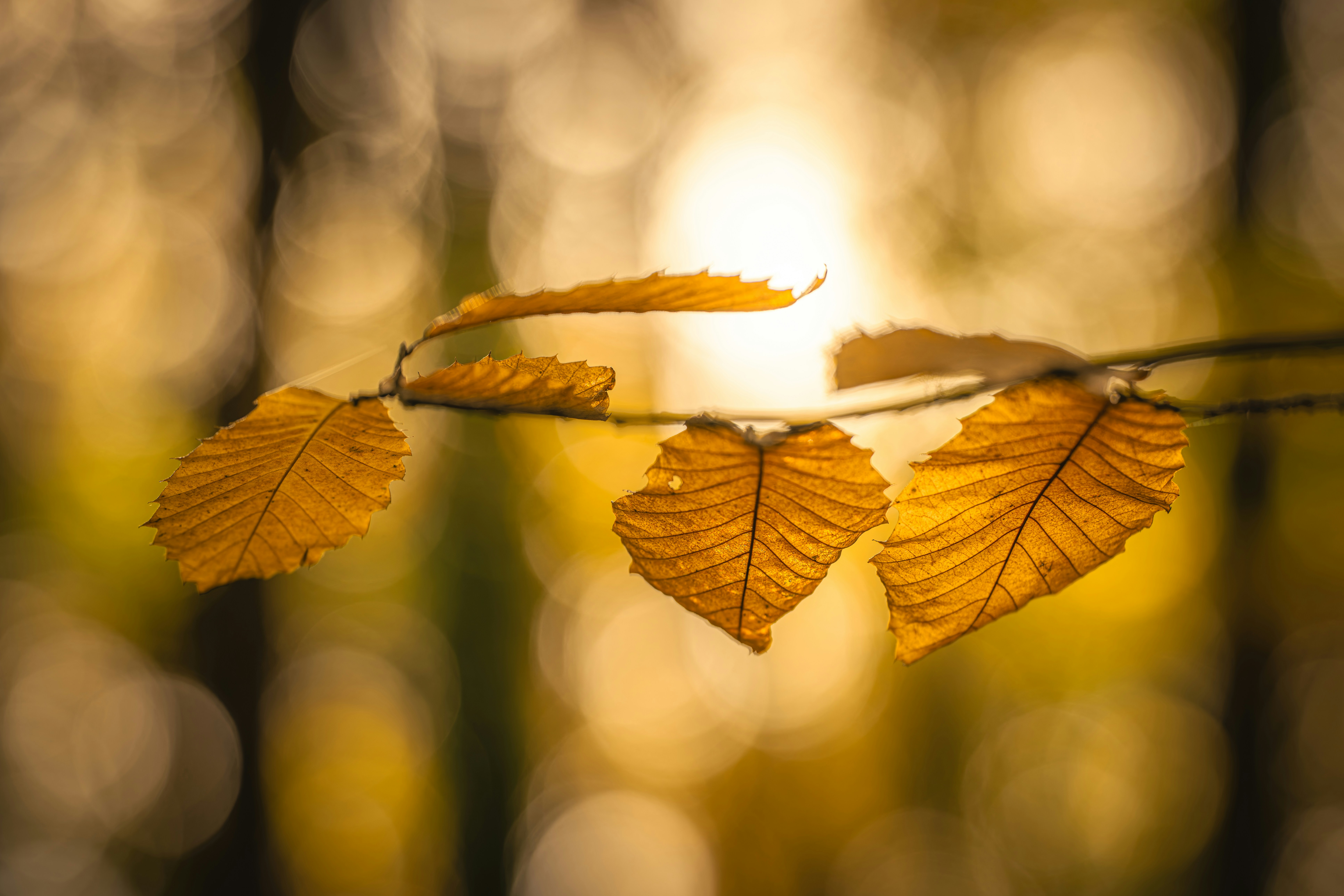 Golden autumn leaves illuminated by soft sunlight.