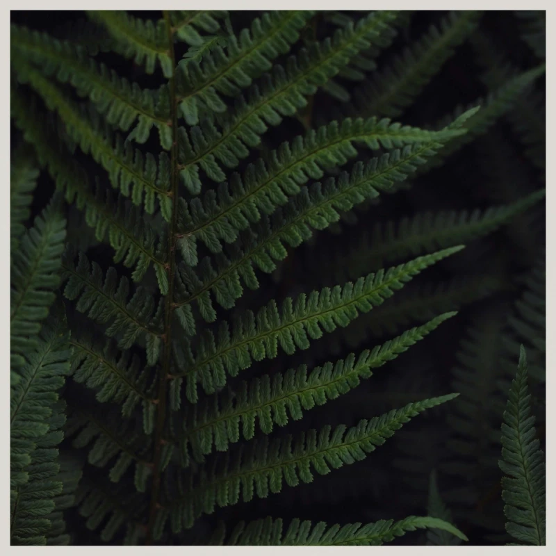 ferns