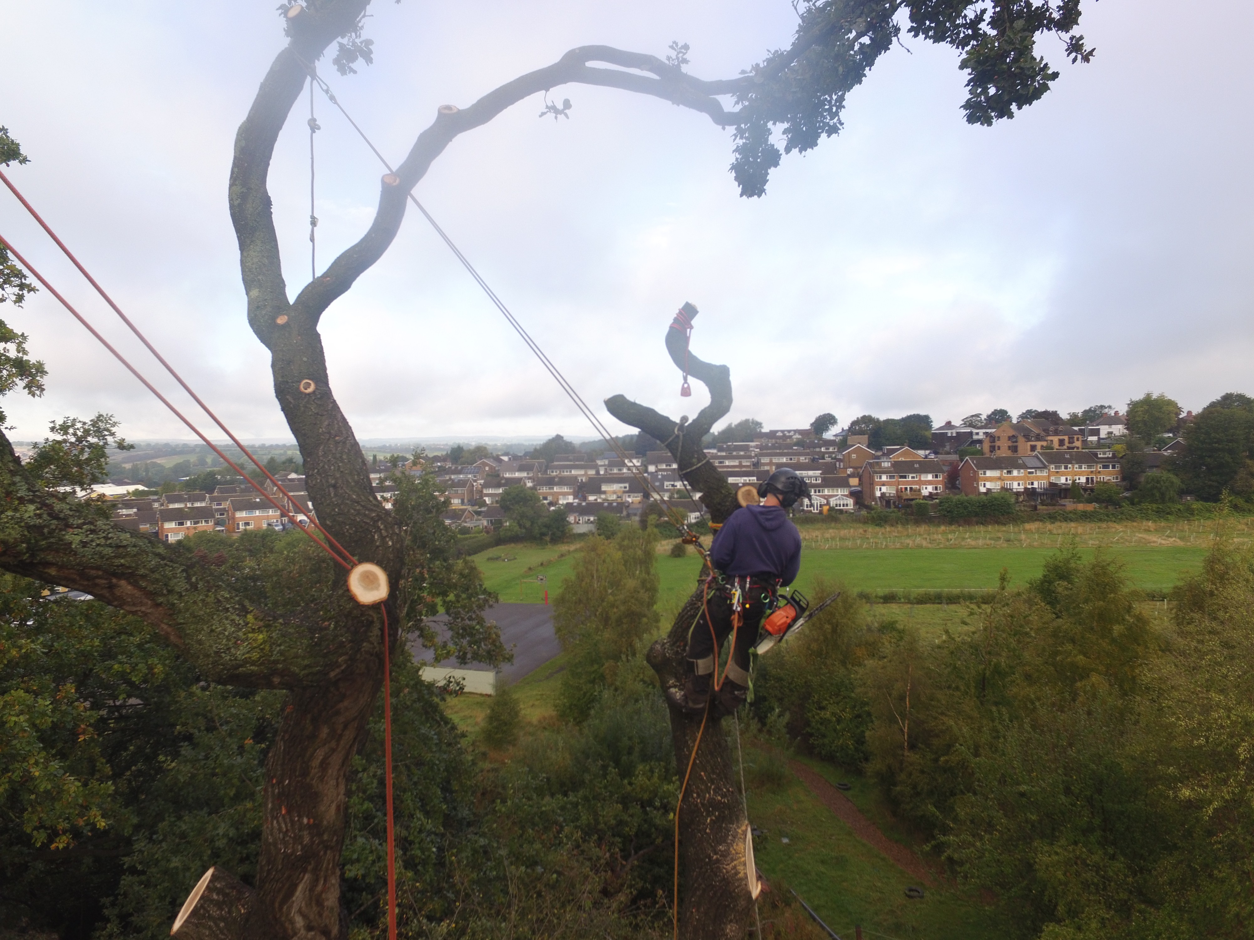 birds eye photo of forest and mountains