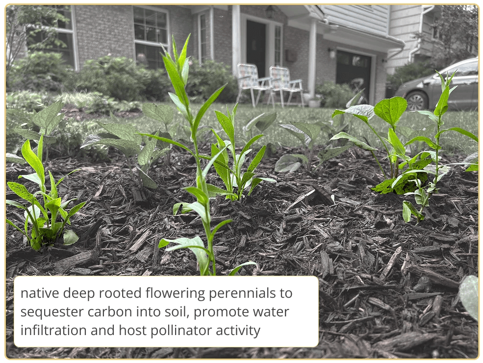 A retaining wall on the side of a house with 5 bushes planted on top of the wall