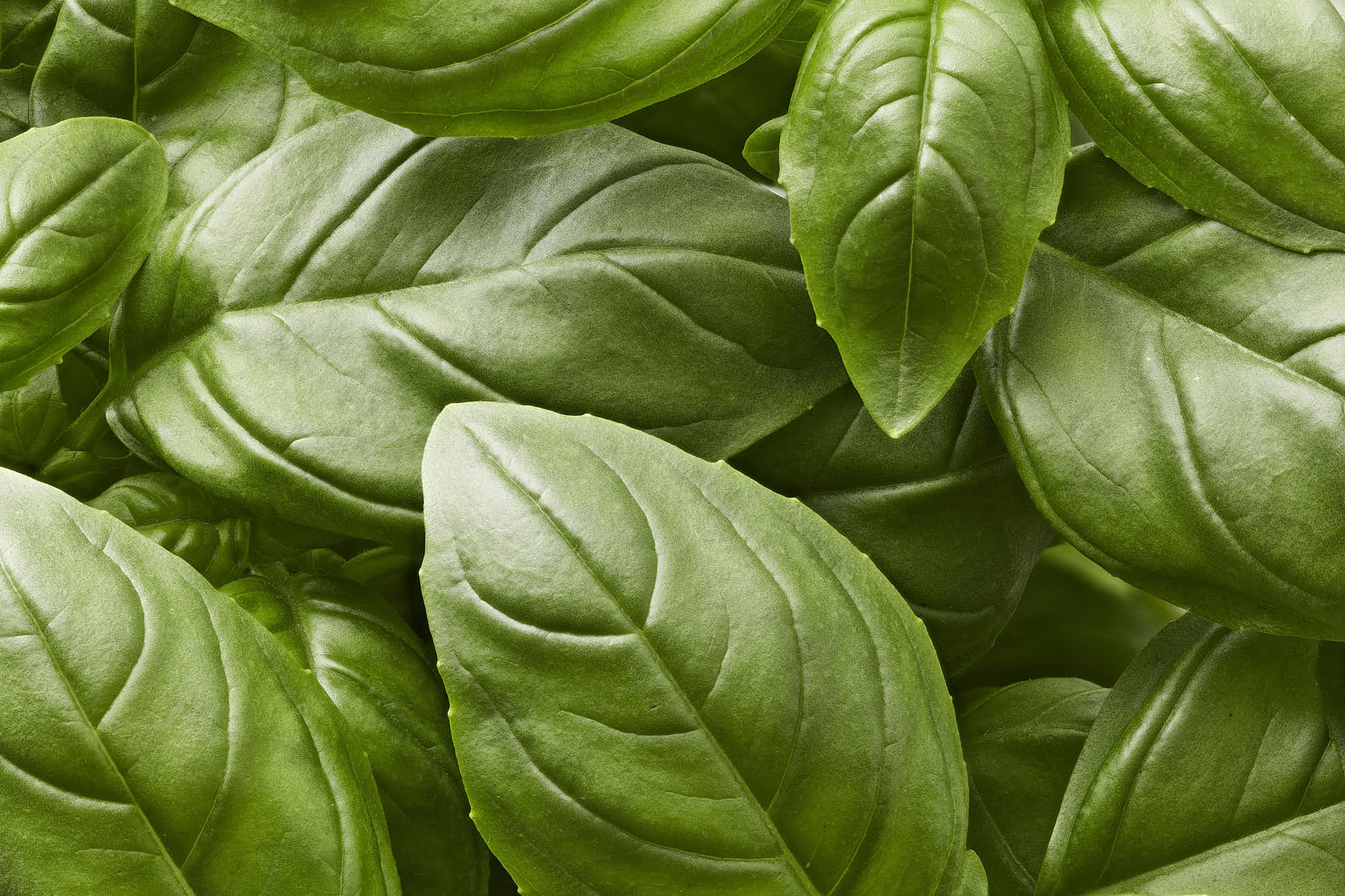 Fresh green basil leaves close-up, herbal ingredient.