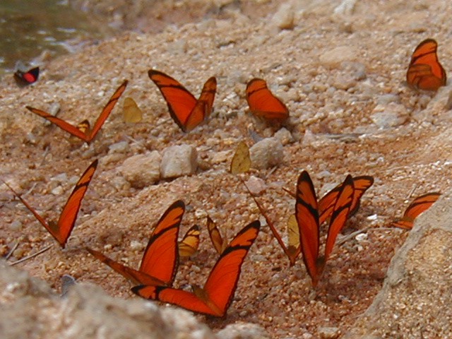 A borboleta e a mariposa