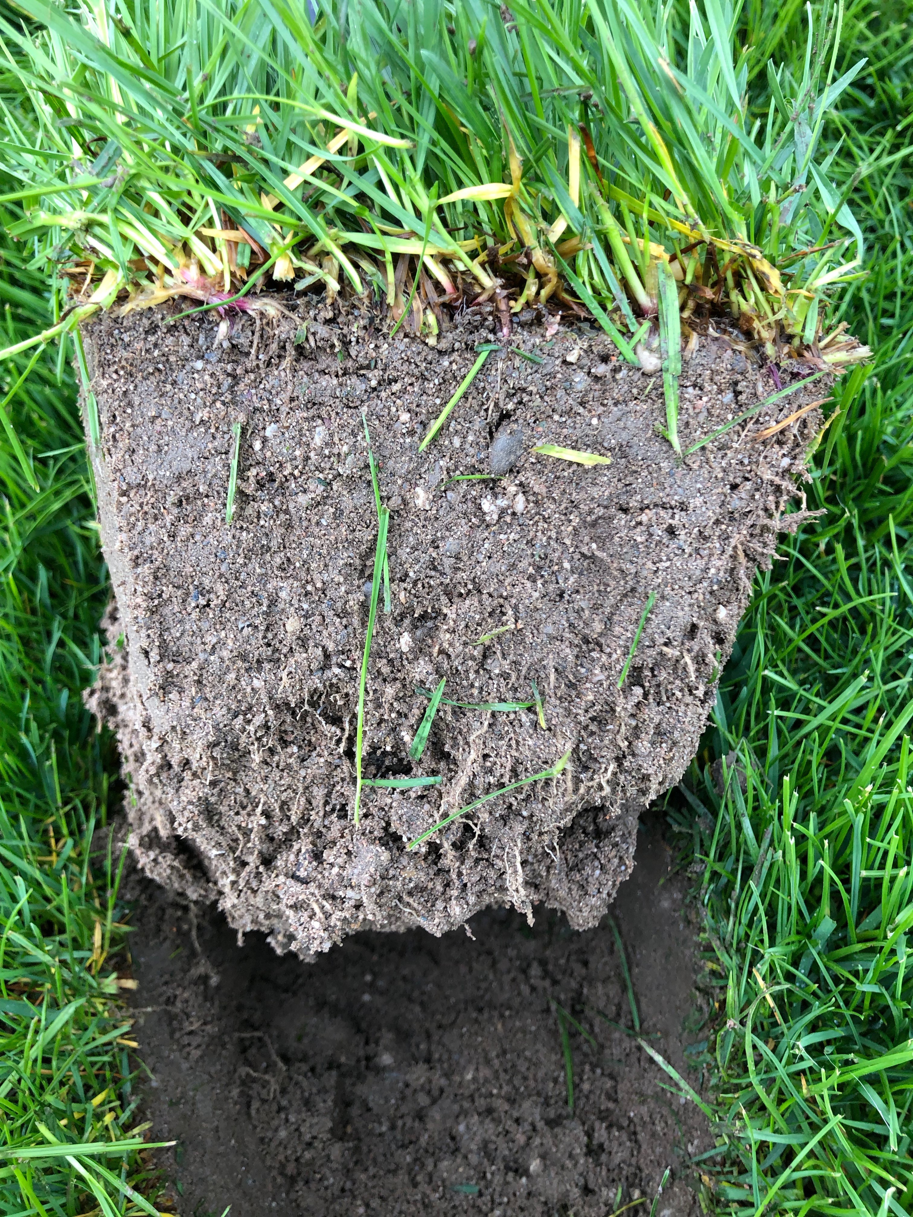 Rasenpflege Fruhjahr