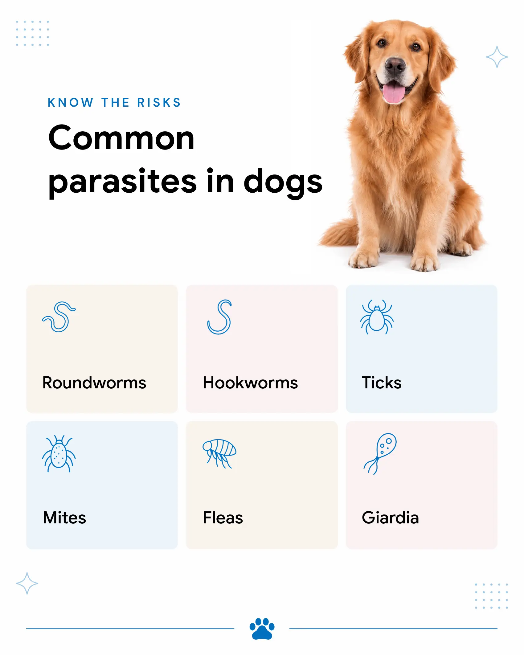 Common Internal and External Parasites in Dogs