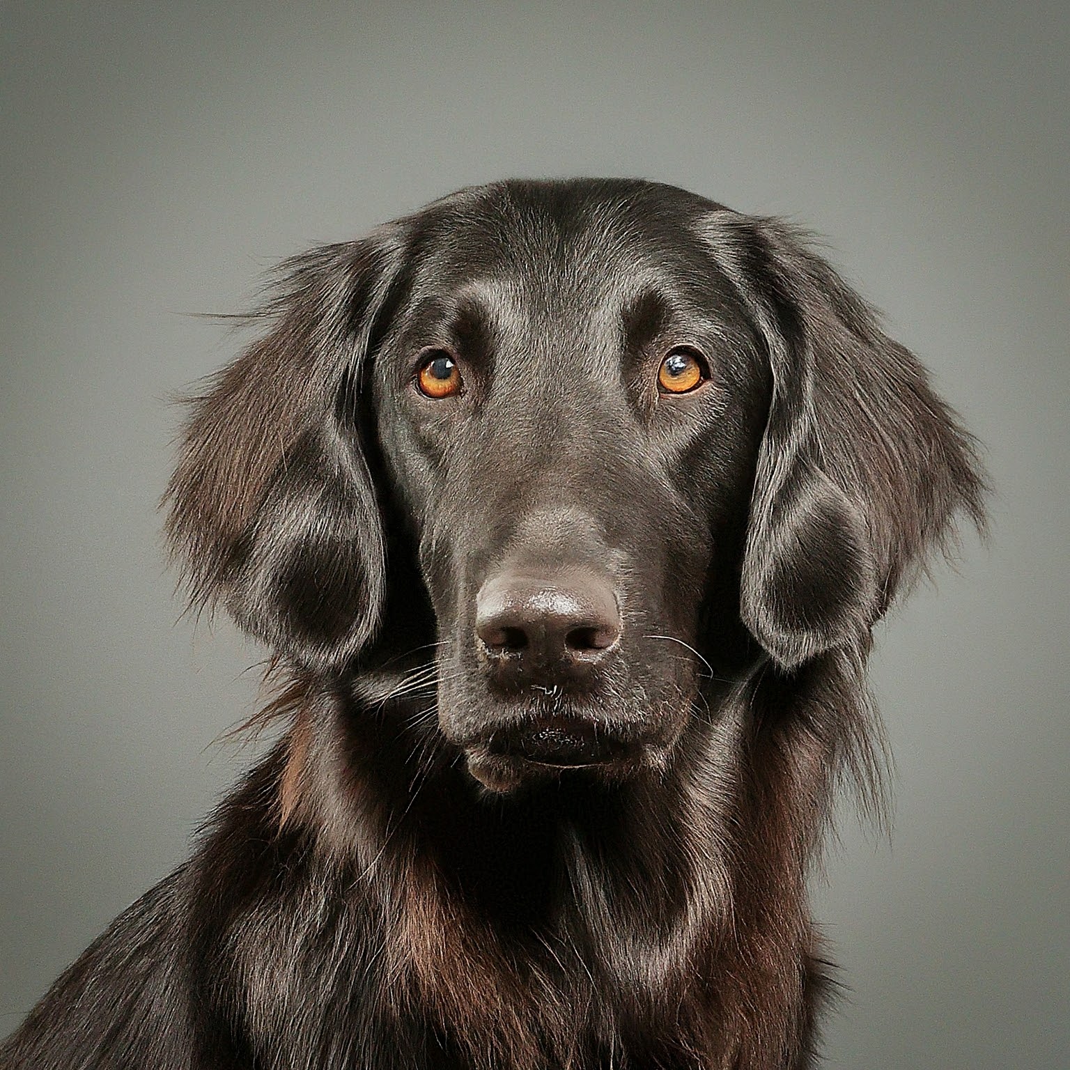 BUDDYUNO, Flat-Coated Retriever