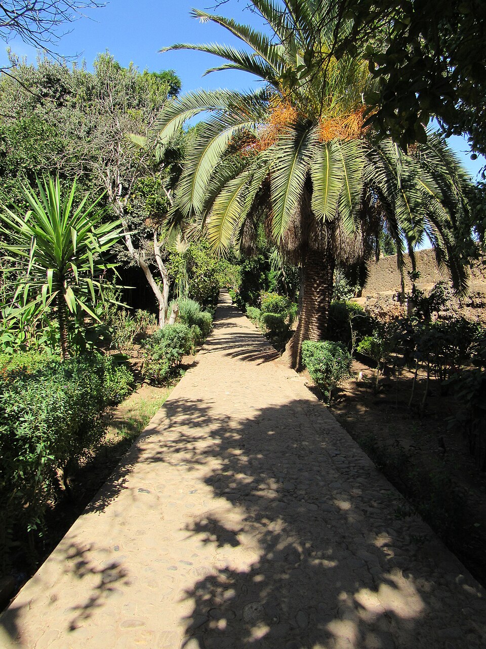 a tree with pink flowers in front of a store