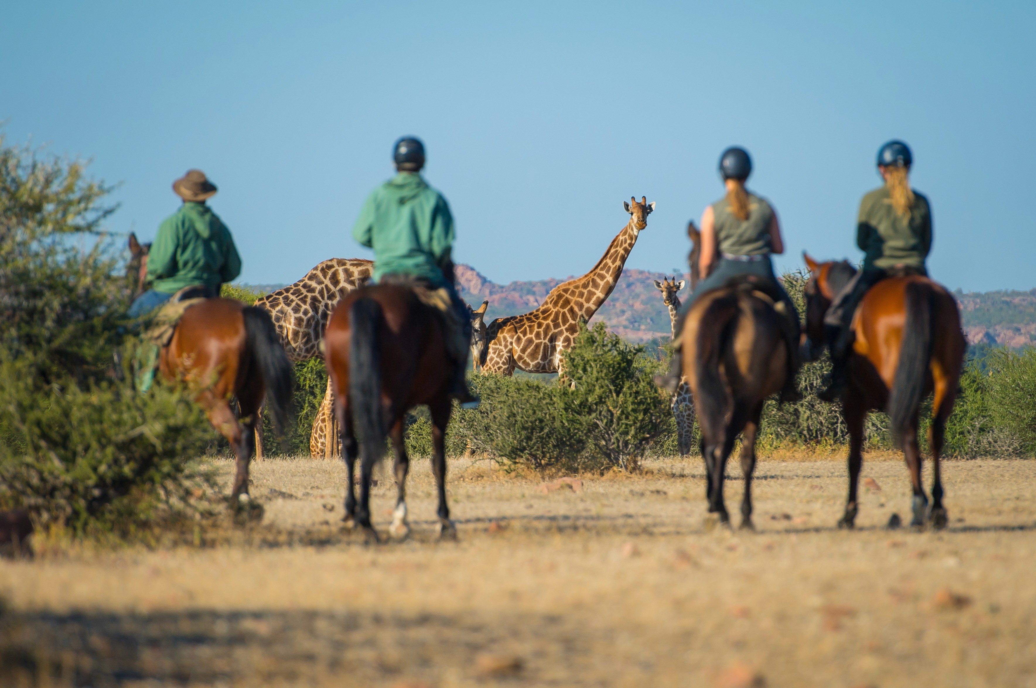 Ridsafari i Mashatu Game Reserve, Botswana – fyra ryttare till häst ses bakifrån när de betraktar två giraffer mot bakgrund av höga stenformationer.