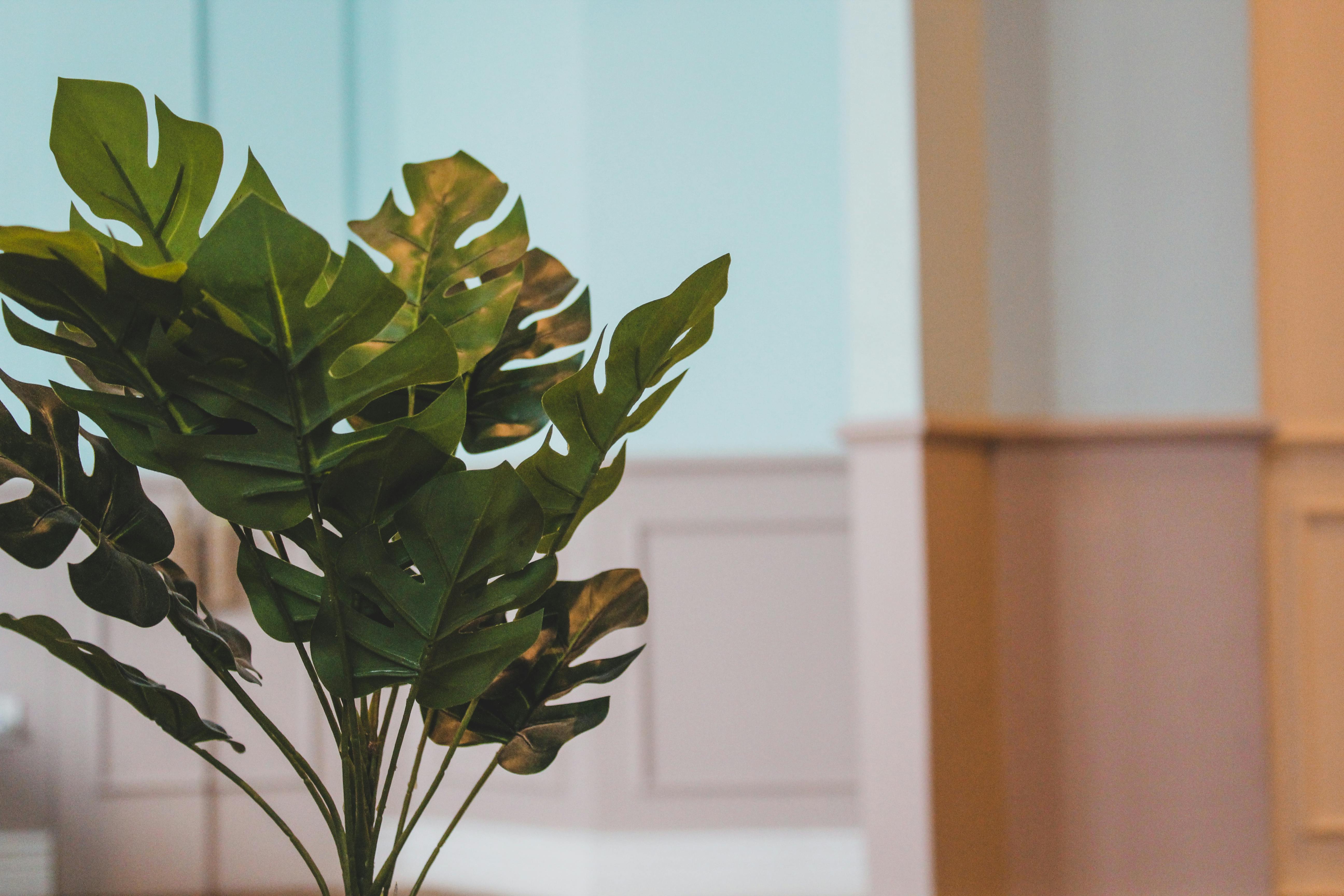 plants can help reduce anxiety in moments of grief