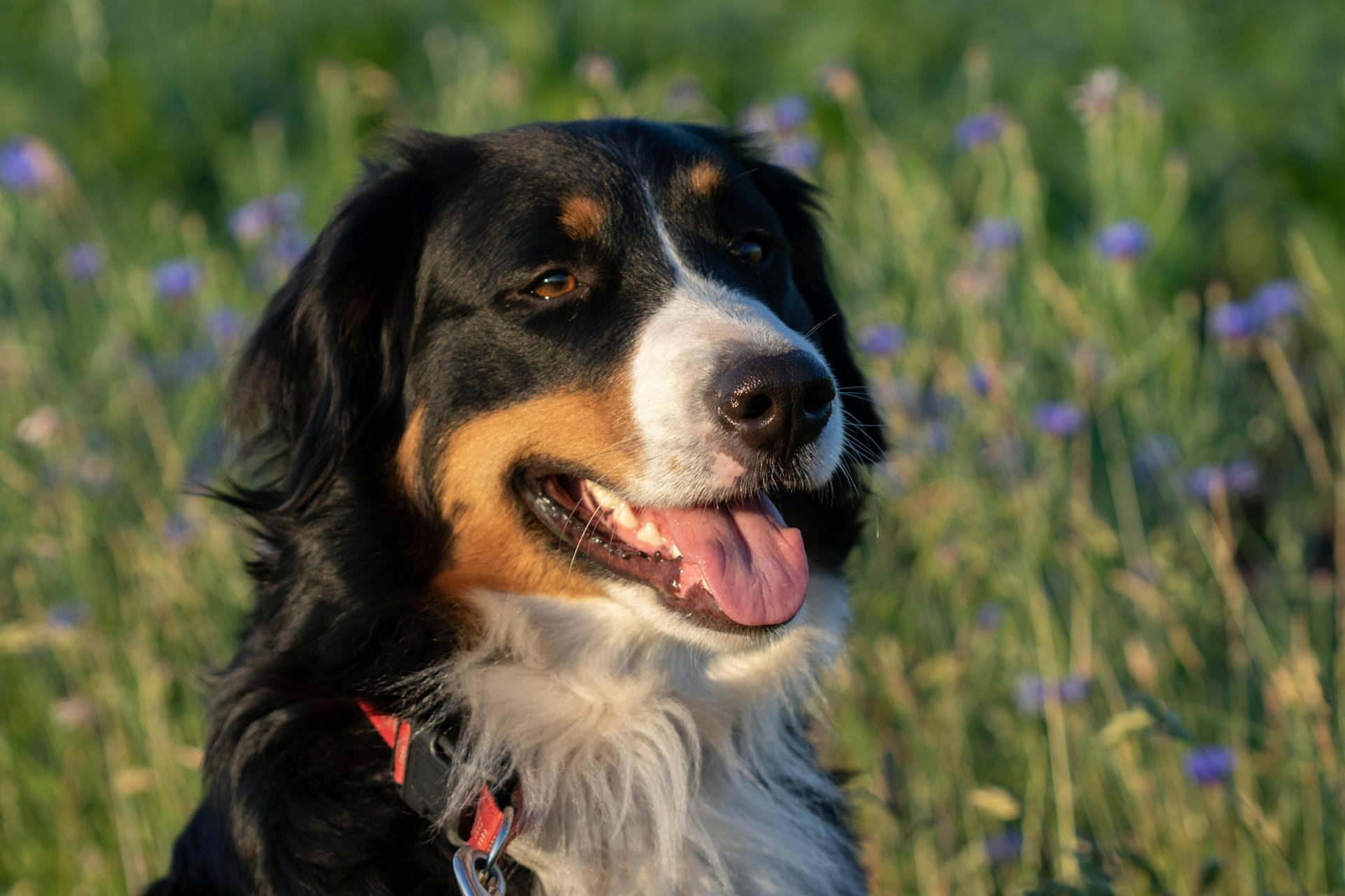 A Bernese Mountain Dog is standing on the ground in the middle of a field.