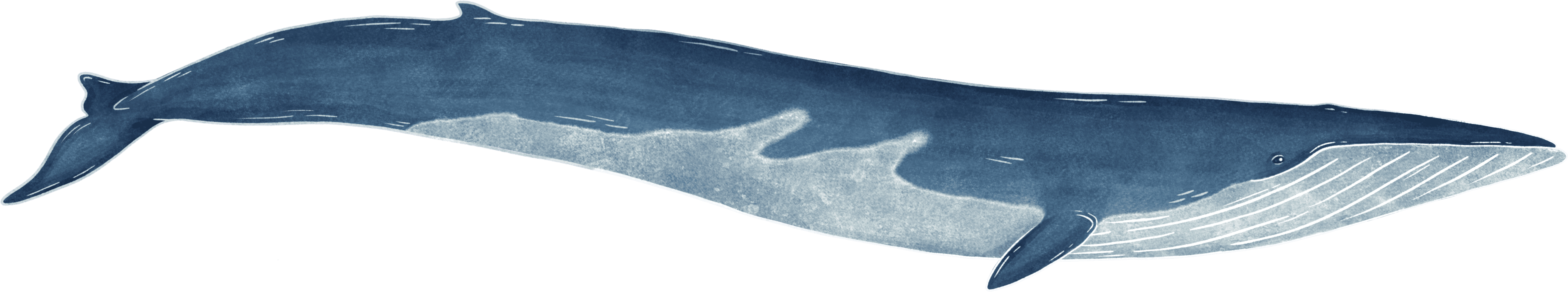 An illustration of a majestic and realistic blue whale.