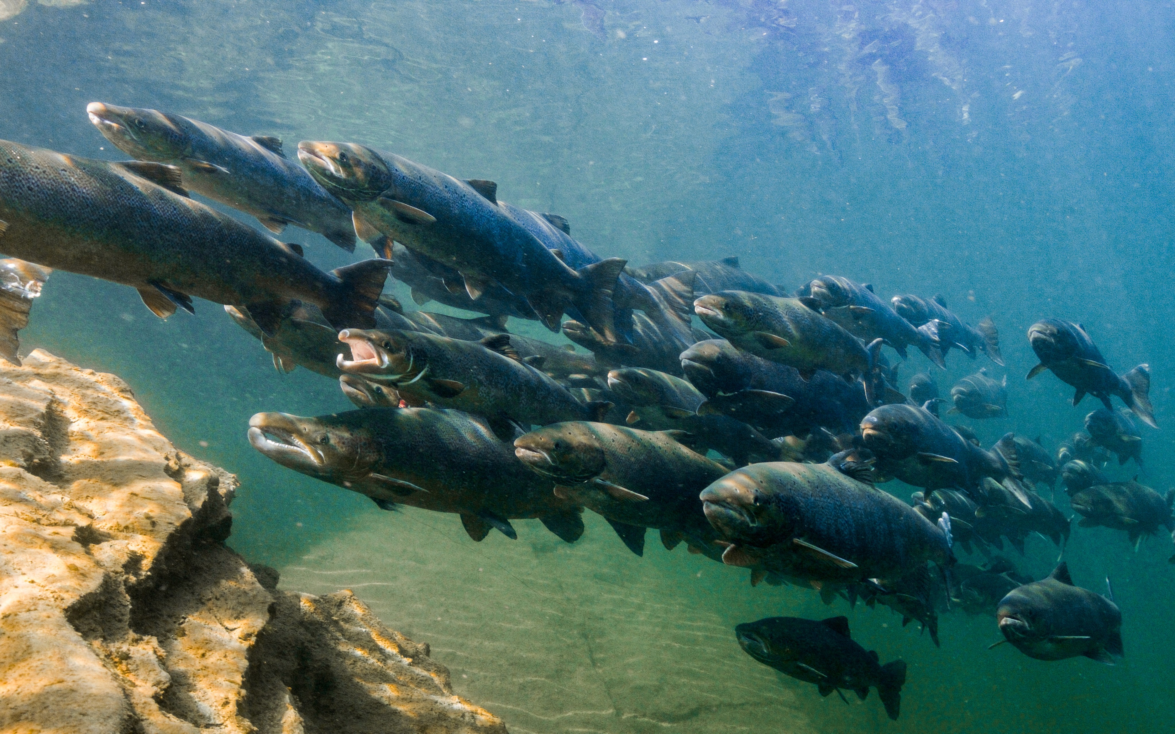 Wild salmon swimming in group.
