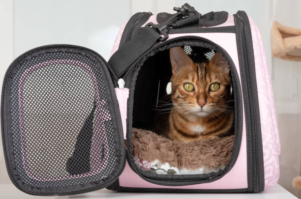 A cat in a safe and comfortable carrier for transit