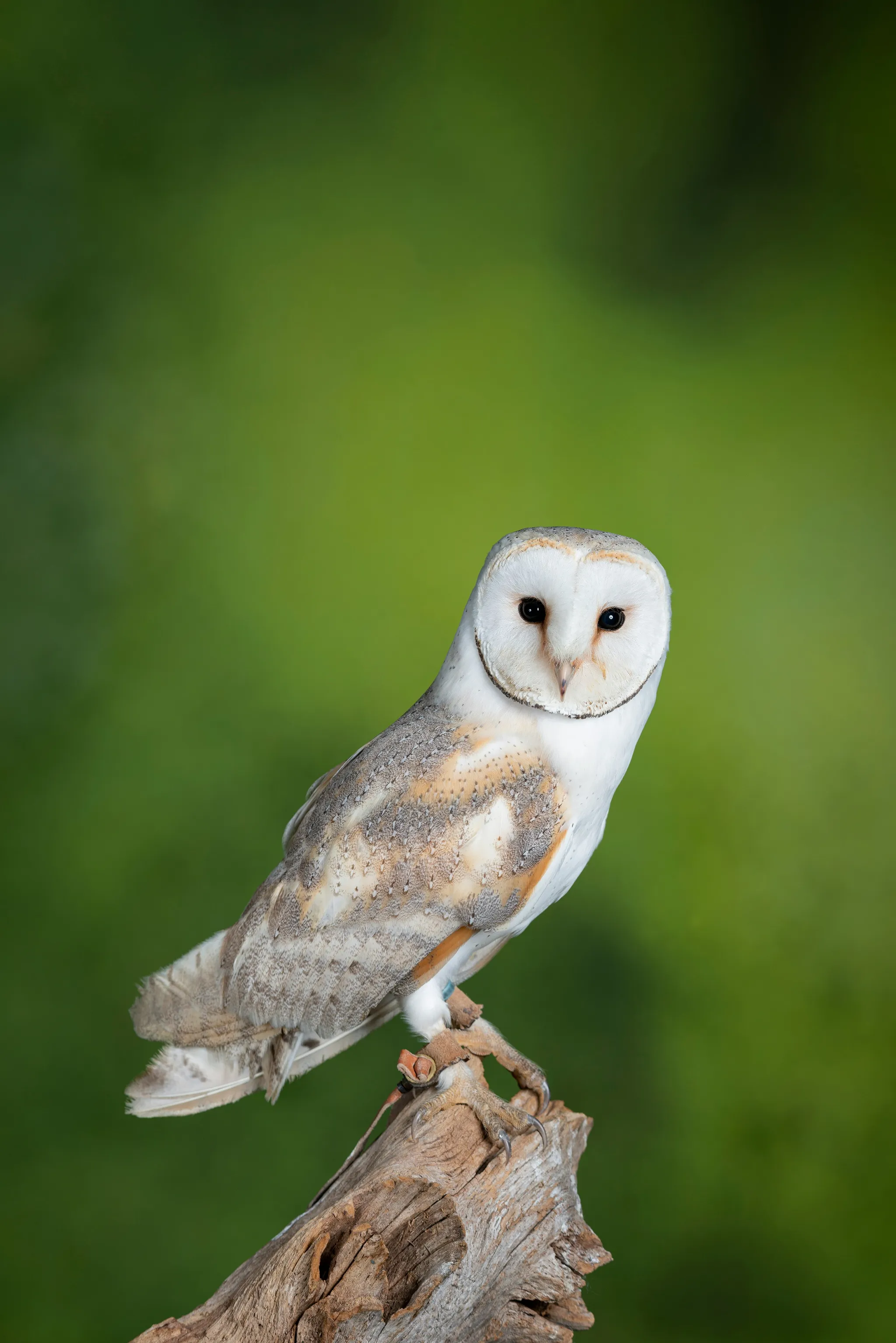 Images of British wildlife voted onto the UK's next generation of banknotes