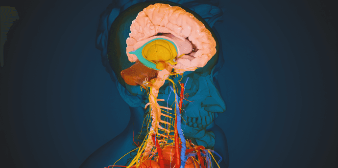 nervous system