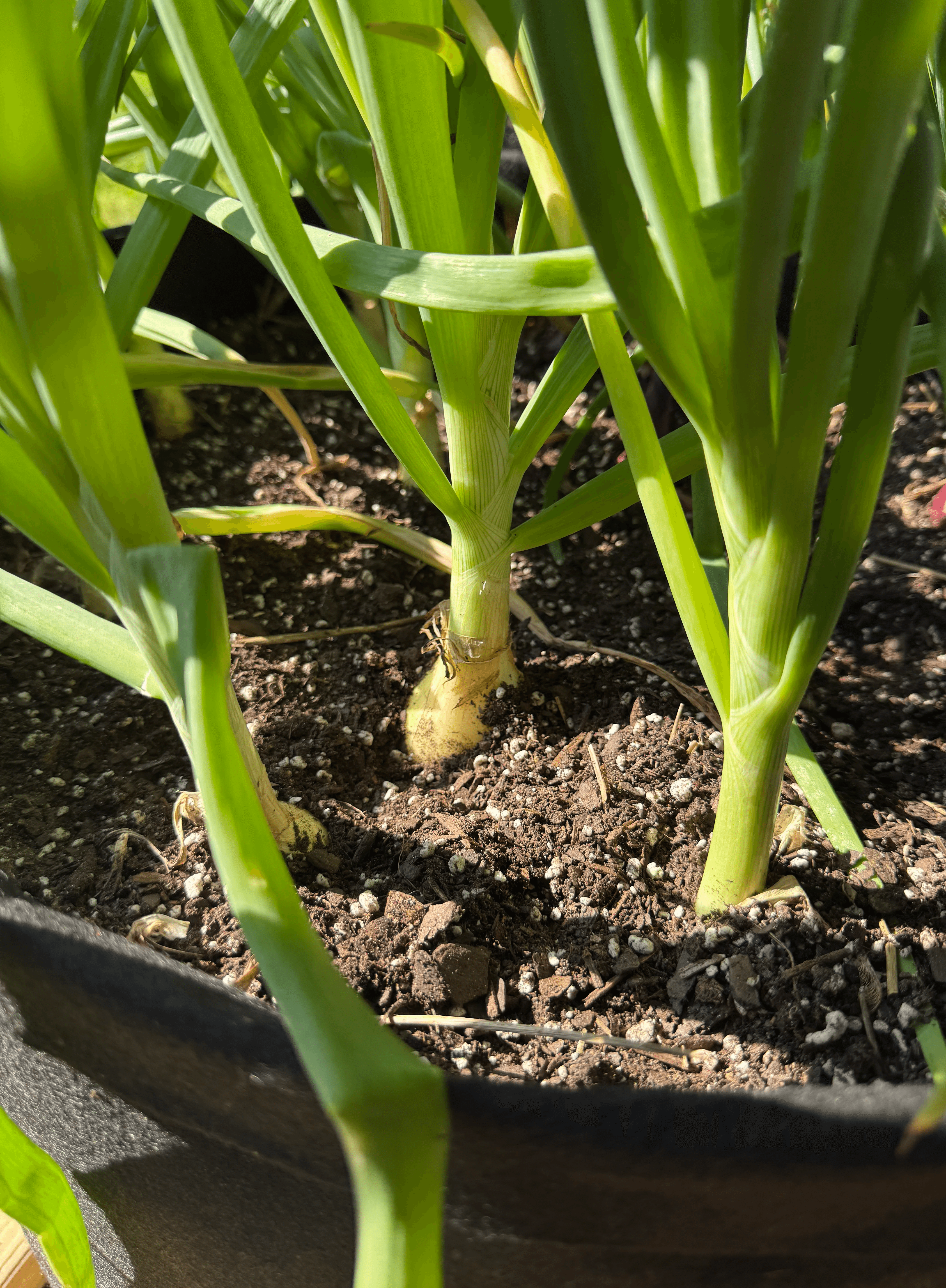 green leafed seedlings on black plastic pots