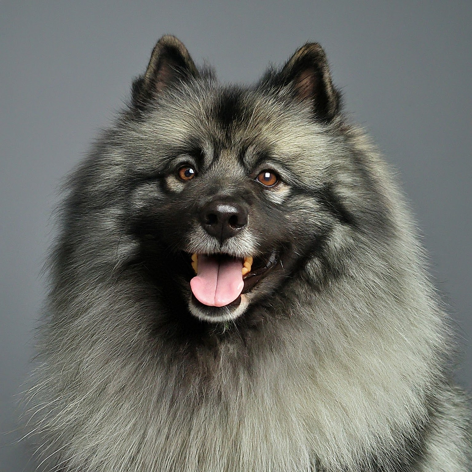 BUDDYUNO, Keeshond