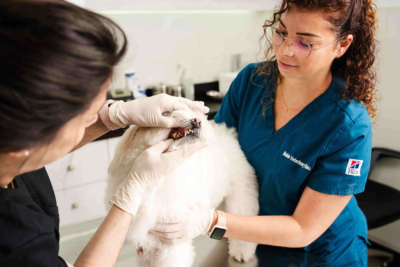 Our professional veterinarian conducts an oral check-up on a dog who requires a deep dental scaling