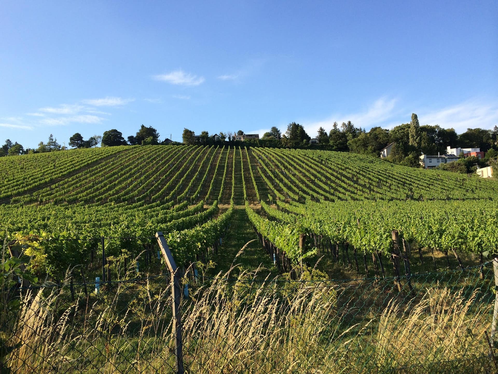 Weingarten Ried Alsegg in Hernals mit Blick auf die grünen Hügel Wiens – Naherholungsgebiet in der Nähe von Harmonie 17, Dornbach.