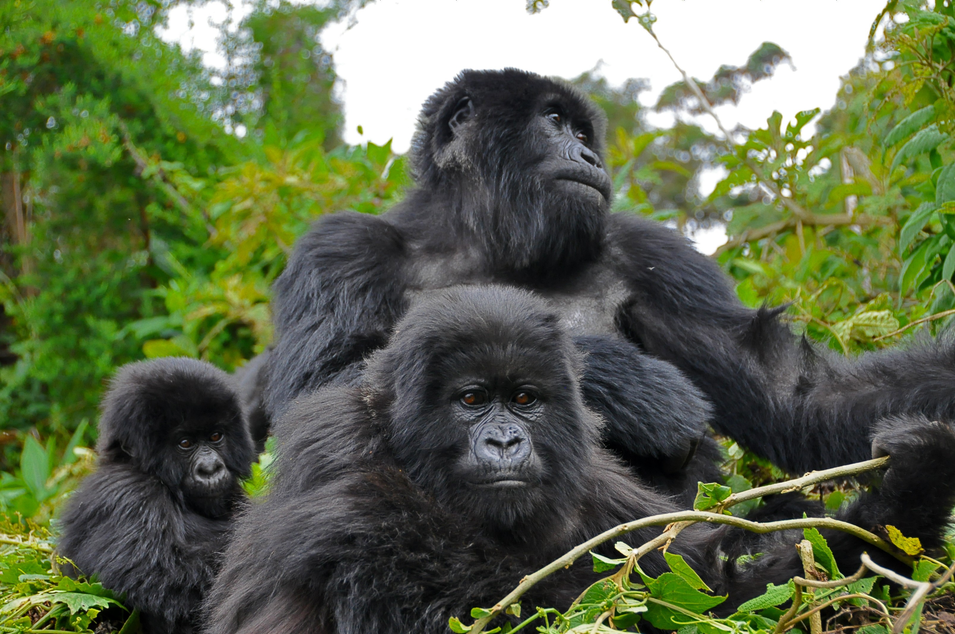 Bjerggorilla i Uganda