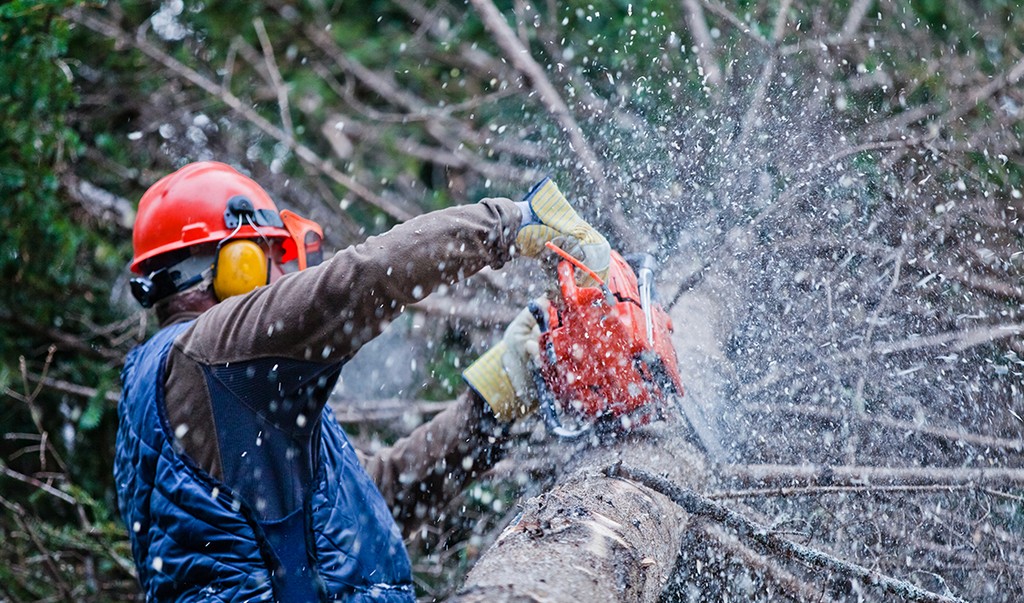 Tree Removal