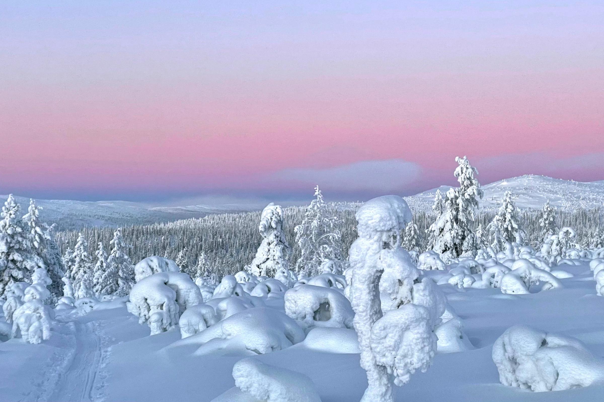 lapland forest at sunset