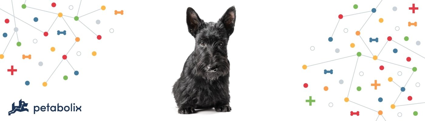 Scottish Terrier image