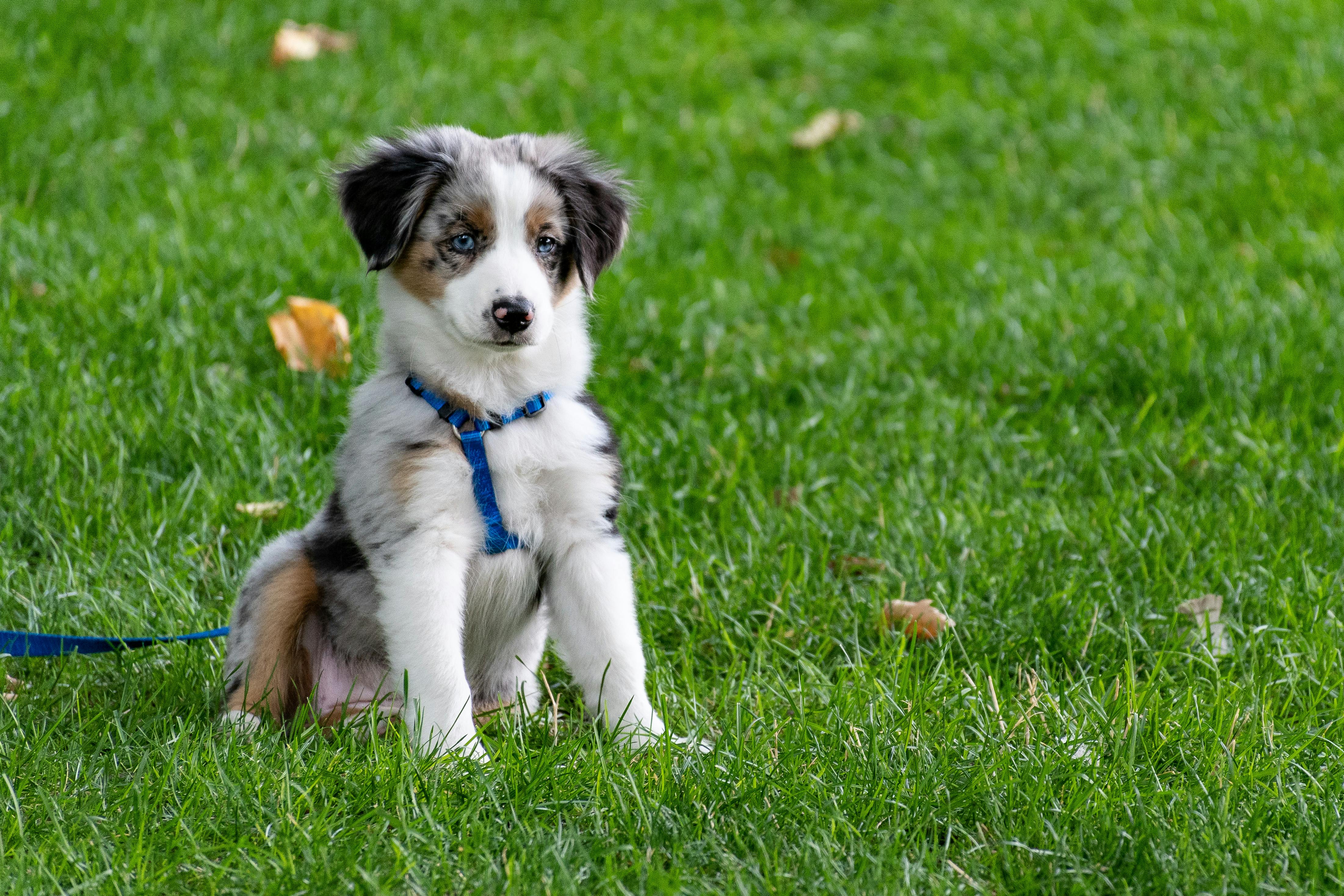 The 5 Best Dog Sitting Services in Dubai