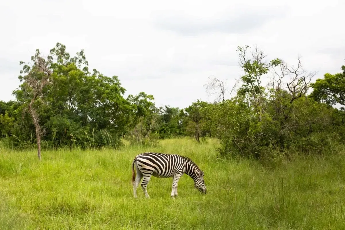 Zebra grazing in Shai Hills savannah landscape.