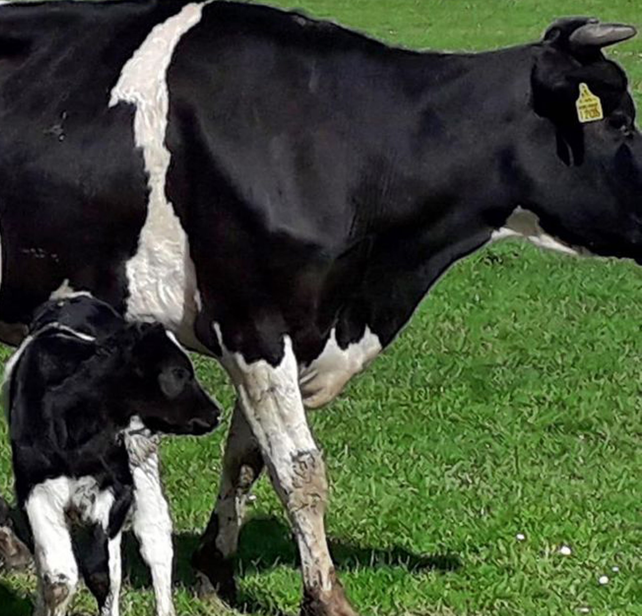 Cows from The Village Dairy laying in the grass while producing the milk which is getting supplied to As One Restaurant Dublin