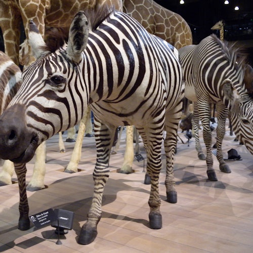斑马和长颈鹿在自然历史博物馆的展览中展出，木地板上有信息牌。