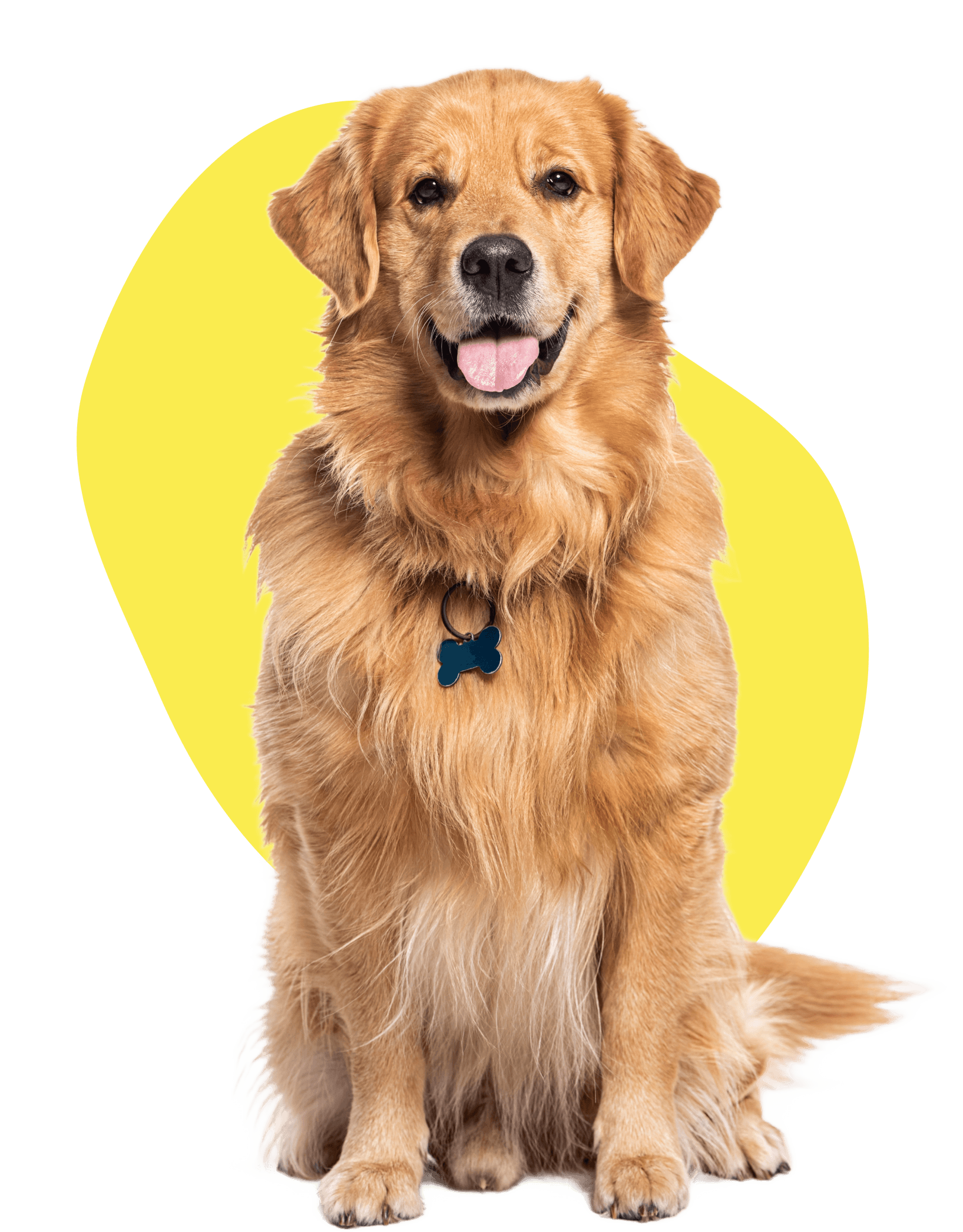 the best dog boarding in dubai