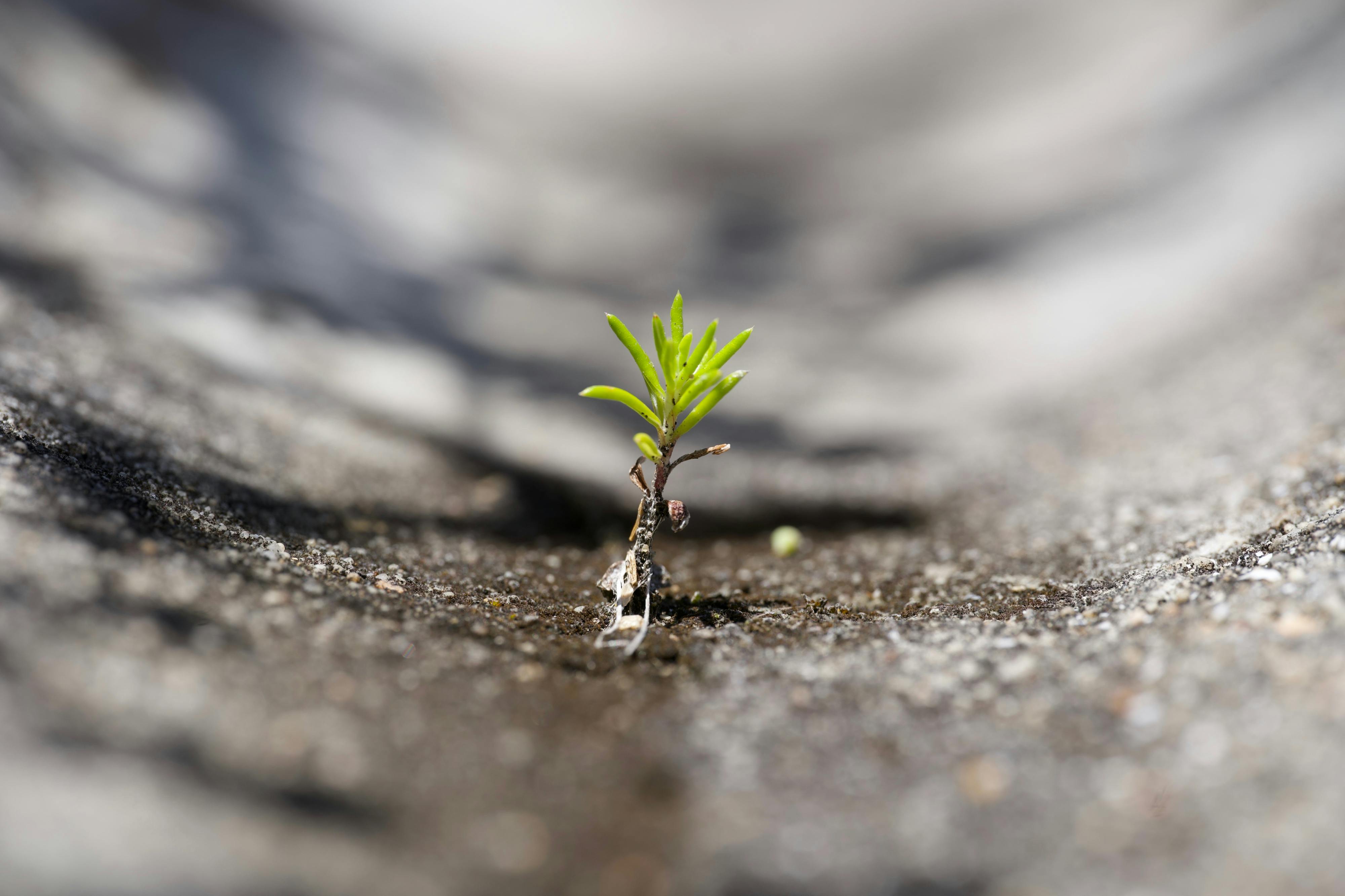 Image of a small seedling spruce growing through a crack in pavement