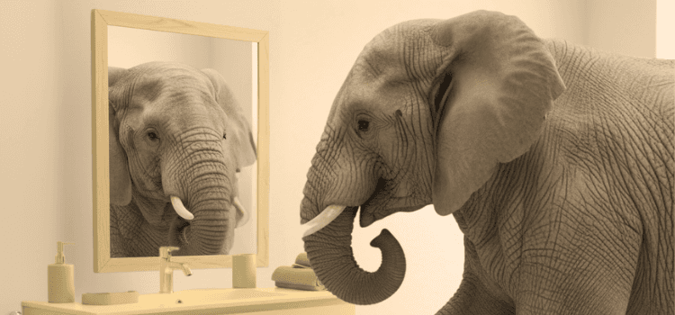 Female African elephant looking at her reflection in the mirror